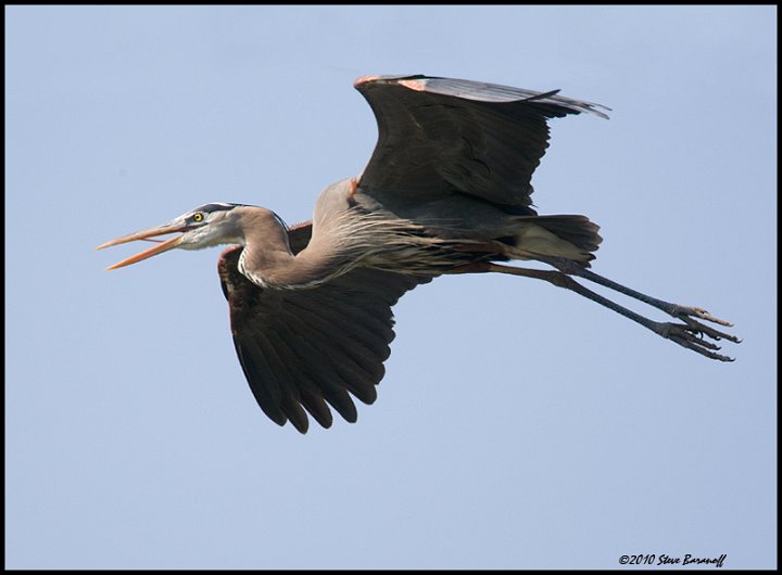 _0SB8516 great-blue heron.jpg